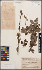 Foto von Salix cinerea L.